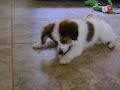 Oliver
