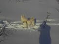 The Swedish White Elkhound \"Varga\"