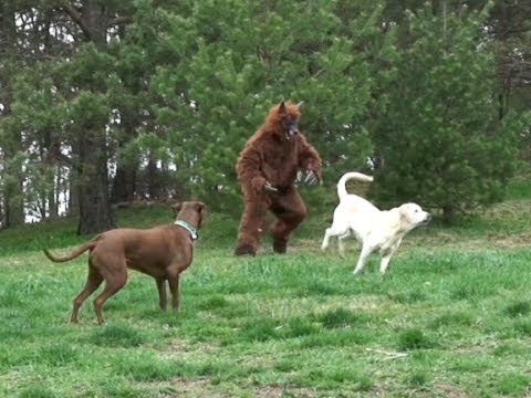 horny dog