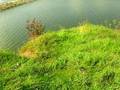 videos de Winston dog kayaking