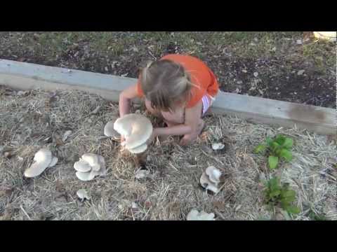 how to care oyster mushroom