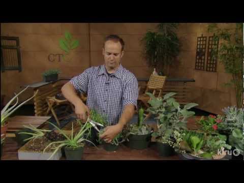 how to transplant agave cuttings