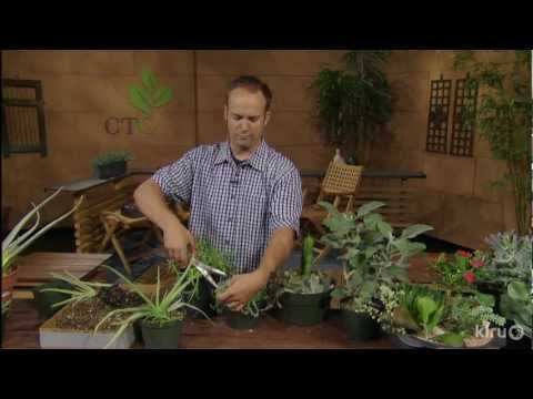 how to transplant agave attenuata