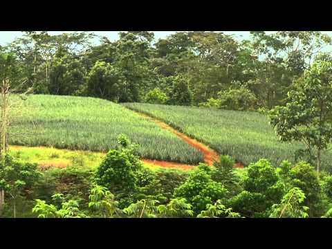 how to fertilize pineapples