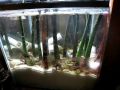 My 37 gallon saltwater reef aquarium tank, sump, and equipment 