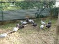 Guinea Fowl