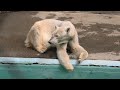 ユキさんはフブキのお母さん…🐻‍❄️❄️✨😍　　浜松市動物園のホッキョクグマ ユキ🐻‍❄️❄️✨😍　2026年4月25日 9時05分〜11時25分