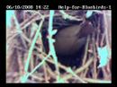 Busy working on the nest!