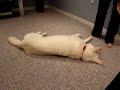 white german shepherd tricks and talking