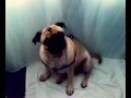 videos de megan