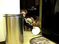 Ozzie bringing the dish to the kitchen Ozzie bringing the dish to the kitchen