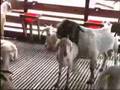 Tierliebe Ecki beim Koitus