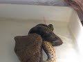 my green anaconda kill rat my green anaconda kill rat