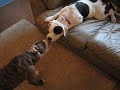 sweetie and magnum playing sweetie and magnum playing