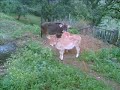 Köyümüz Artvin Şavşat Şenköy Köyü'nün doğal,tarihi güzellikleri ve insanları