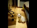 Burmilla playing