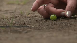 Mohelnický kuličkový turnaj