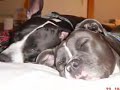 pitbulls-fight-back-against-bsl.html