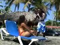 Vamos Para  La Playa