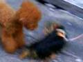 videos de Playing Puppys!!!