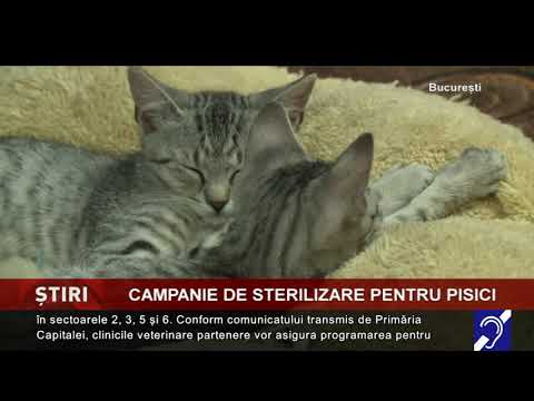 Campanie de sterilizare gratuită a pisicilor