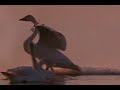 ALBINONI ADAGIO - THE MOVIE ALBINONI ADAGIO - THE MOVIE