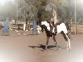 blackjack jumping for email.wmv
