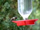 Male Ruby Throat Hummingbird Feeding