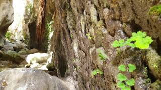 VIDEOS + 74 Avakas George Schlucht Zypern Akamas Kurzvideo 005