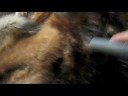 Vacuum Dog Vacuum Dog