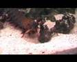 Mantis Shrimps in Action
