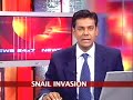 Giant African snails invade Kochi