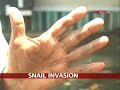 Giant African snails invade Kochi Giant African snails invade Kochi