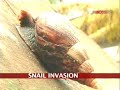 Giant African snails invade Kochi