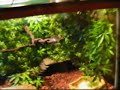 Carpet Python Night Vision Hunt  & Habitat Tour