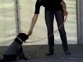 dog fashion show with miyow & barkley