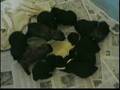 Boyero de Flandes video