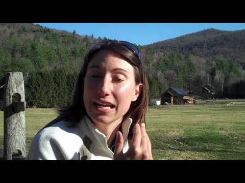 how to collect pine needles