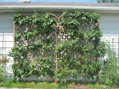 Growing Fruit in Your Small Urban Garden. Espalier