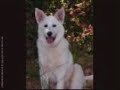 Canaan Dog