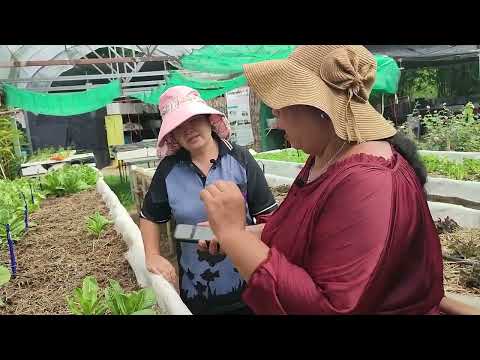 ใบจุดและเสคอโรเทียมผักสลัด