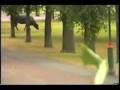 BULL SHOOTING