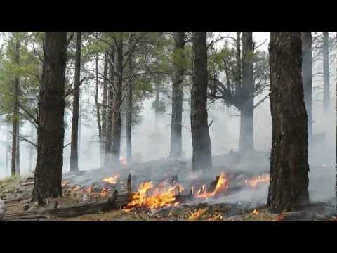 Forests - From the Ecological Restoration Institute at Northern Arizona University, EMMY Award nominated producer Bonnie Stevens takes a look at the race to restore th...