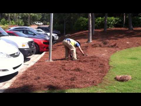 how to dye pine needles