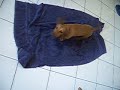 Chico\ Chico\