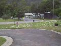 papegaaien in de grampians romboud