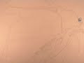 �cureuil rough