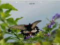 butterfly flying on Google Earth butterfly flying on Google Earth
