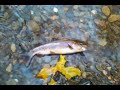 Click here to watch this video Fishing Citico Creek - October 2011 - Rainbow Trout