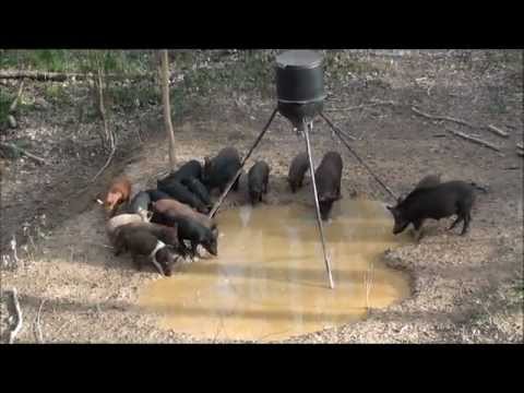 Slicktrick Hog Hunt
